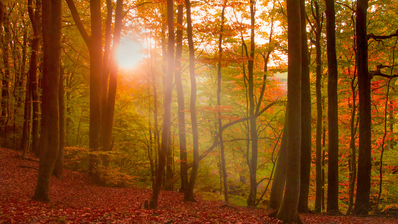 A view beneath a tree canopy at dusk in autumn