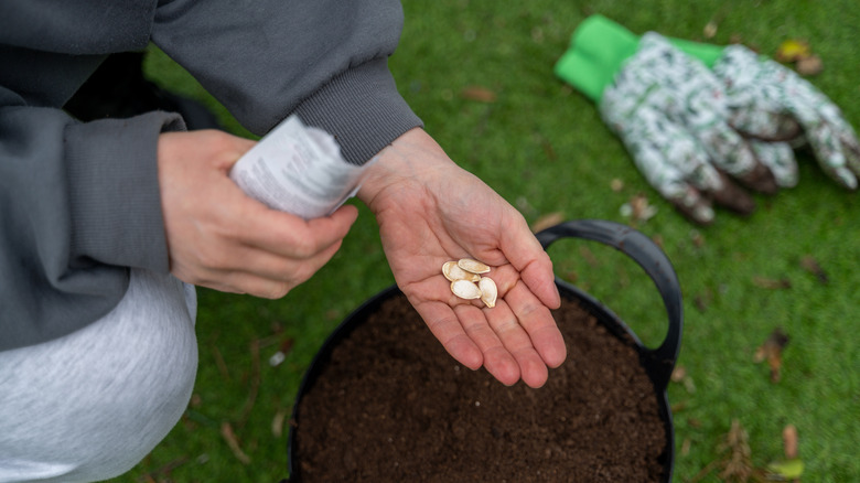 Holding pumpkin seeds above pot of soil for planting