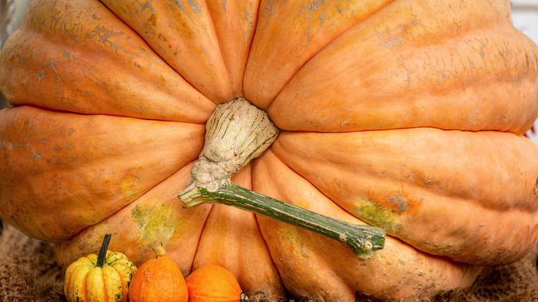 Giant pumpkin with small pumpkins