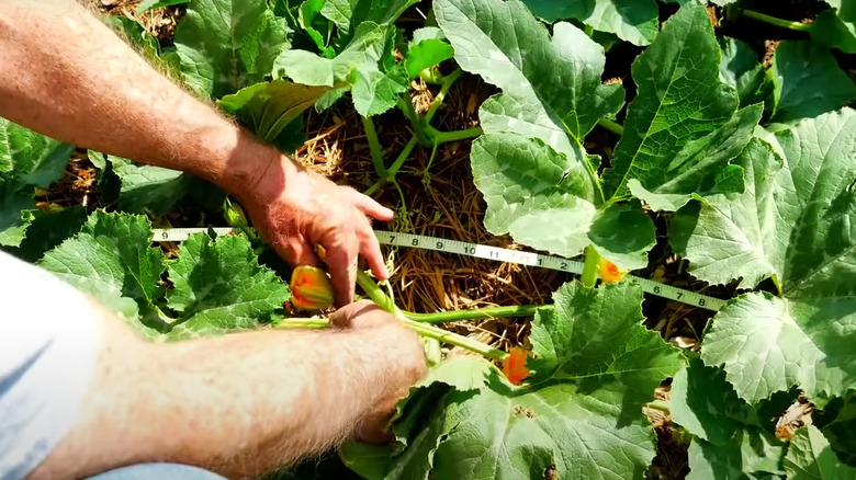 Pruning pumpkin vines