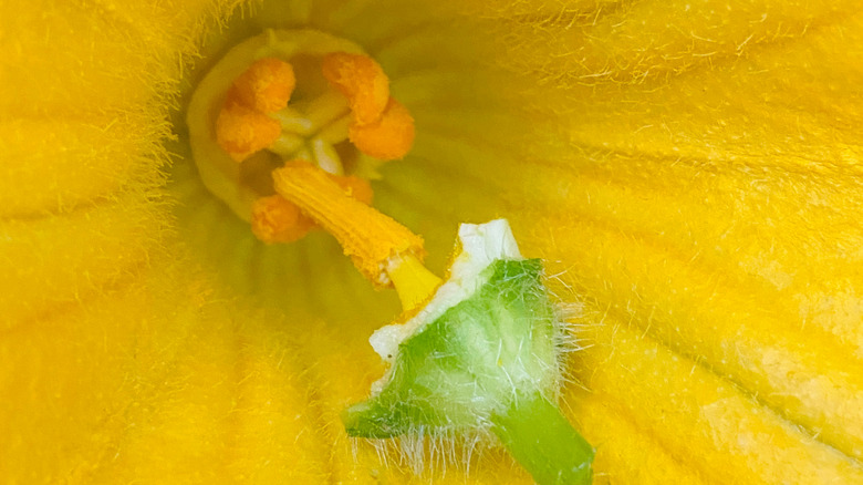 Hand pollinating a pumpkin flower