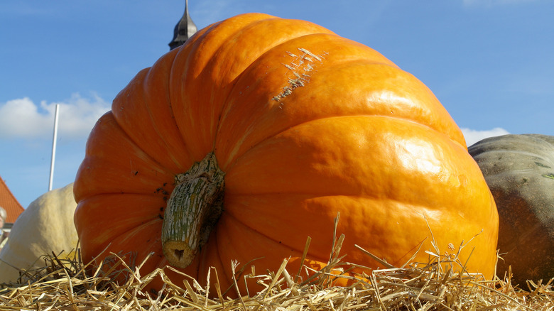 Giant pumpkin resting on hay