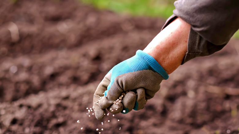 A person's hand spreading fertilizer on soil