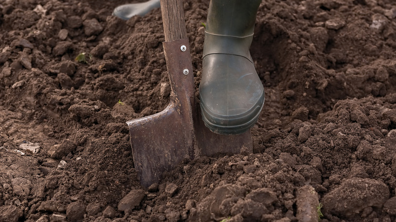 A gardener prepares soil for planting