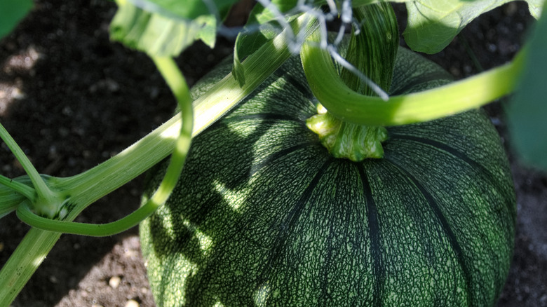 Green unripe pumpkin growing in the shade