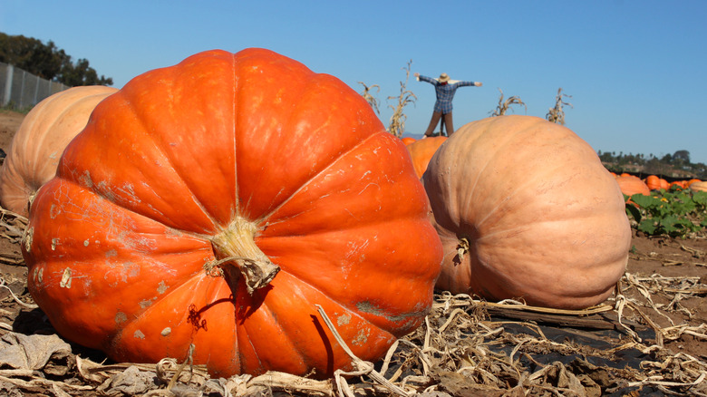 Three large pumpkins in field
