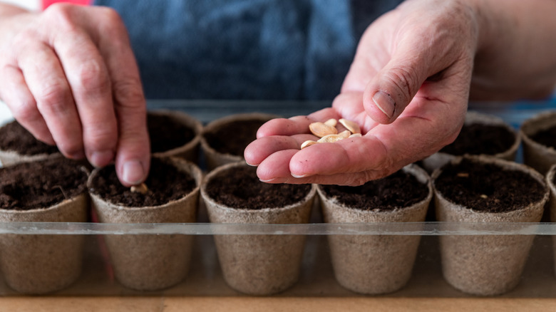 Woman planting pumpkin seeds in peat pots