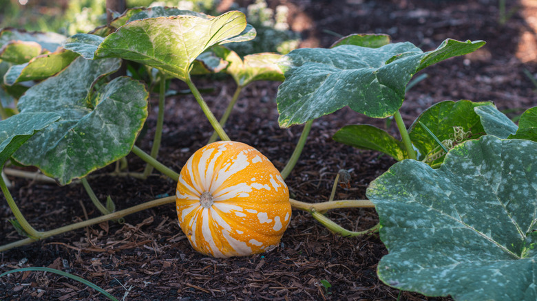 A pumpkin growing in a mulched bed.