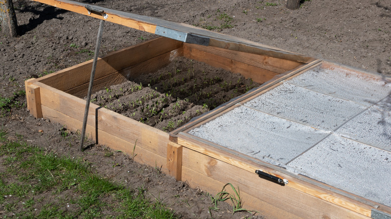 Seedlings growing in a cold frame