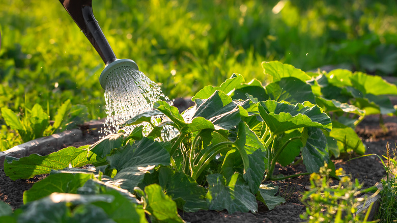 Watering garden plants with a watering can