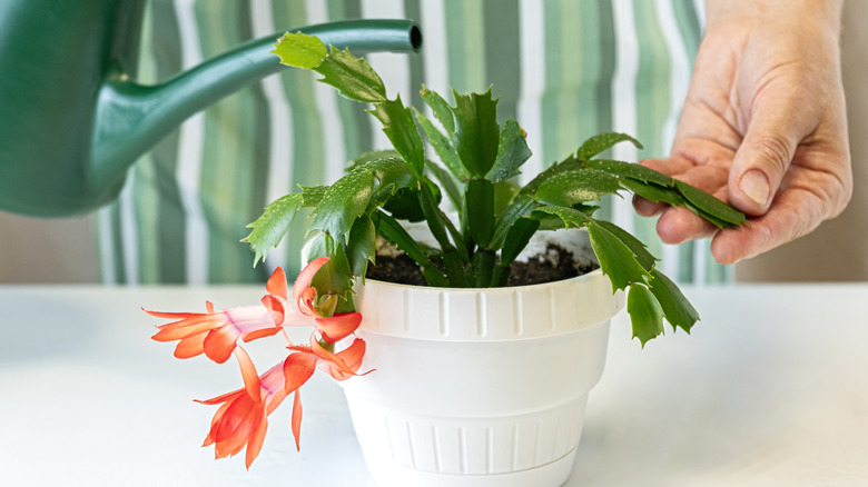 Closeup of hand carefully cleaning stems of blooming christmas cactus
