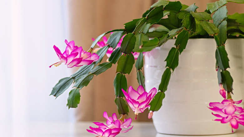 Schlumbergera (Christmas cactus) houseplant in a white pot with vibrant pink flower