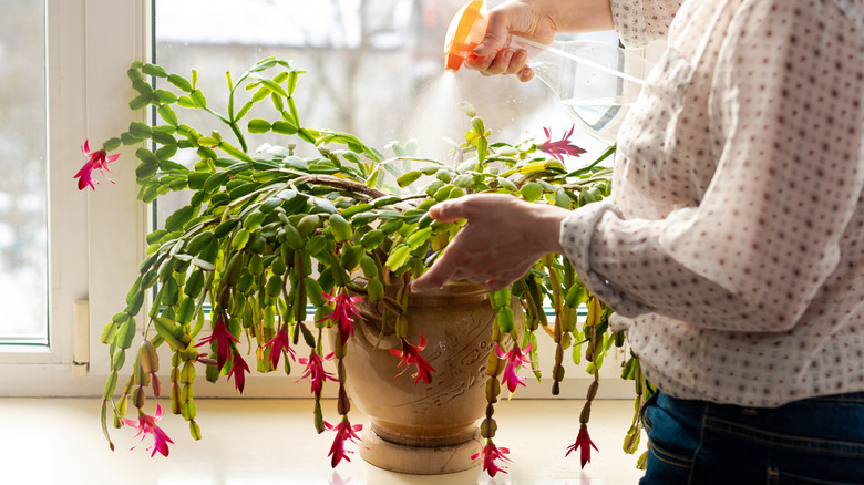 Person spraying Christmas cactus on a table