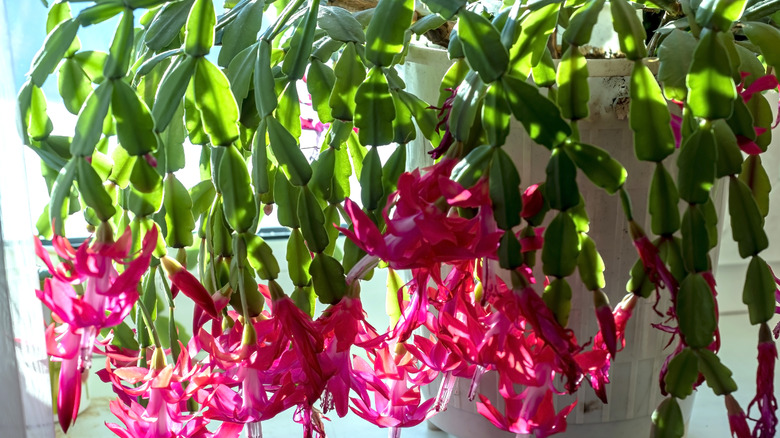 Large Christmas cactus in full bloom