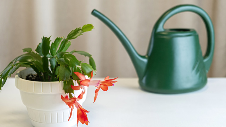 Potted Christmas cactus next to a green watering can