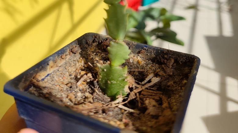 Potted Christmas cactus sitting outdoors in the sun