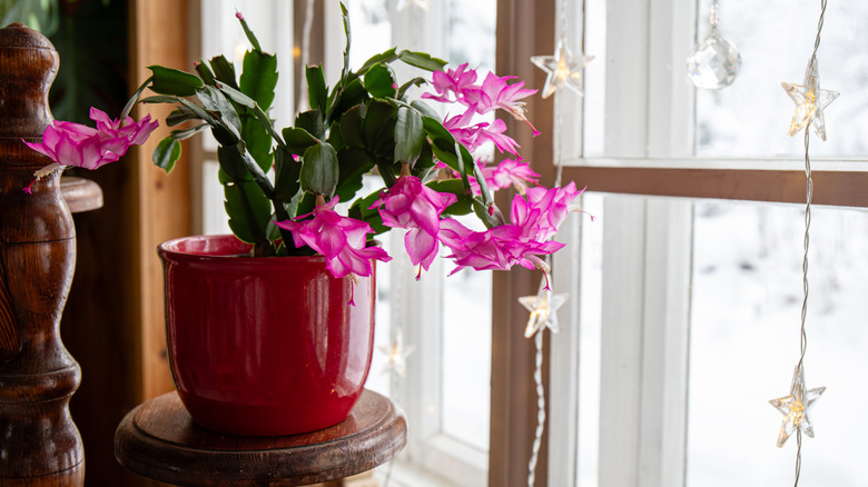 Christmas cactus growing next to a window