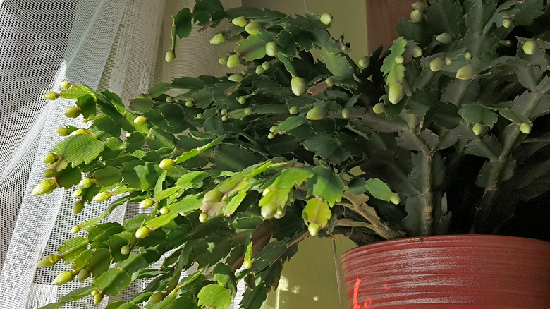 Christmas cactus with white blooming flowers in flower pot