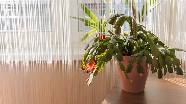 A potted Christmas cactus is on a windowsill near a window.