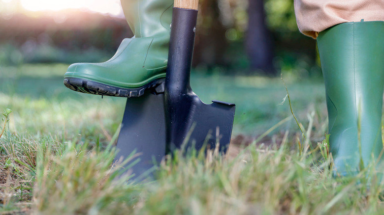 Pushing cast iron spade with boot-clad foot