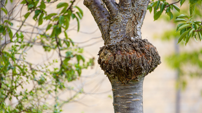 Closeup of a tree with a burl bump