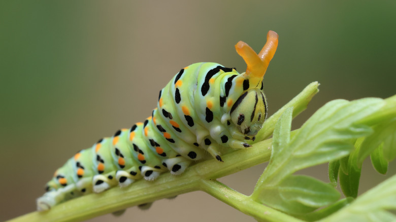 closeup on anise swallowtail on stem