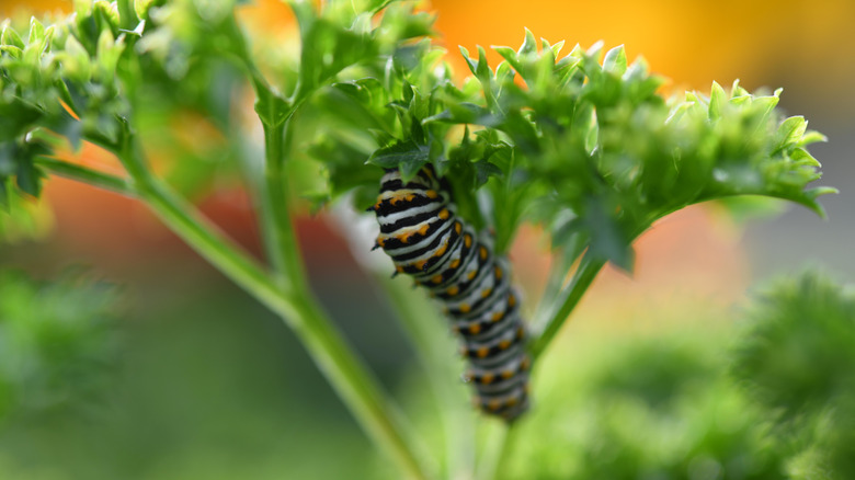 black swallowtail caterpillar on plant