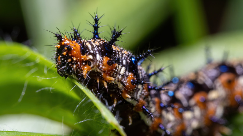closeup on common buckeye caterpillar