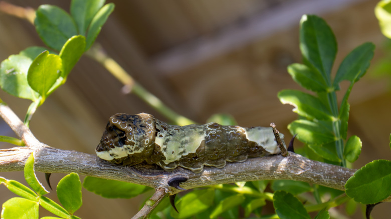 Giant swallowtail caterpillar, resembling bird droppings, on branch