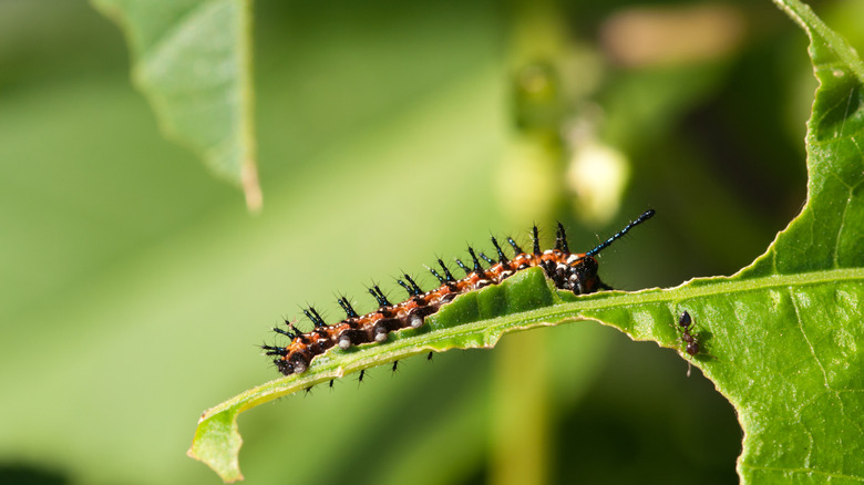 small gulf fritillary caterpillar on leaf beside ant