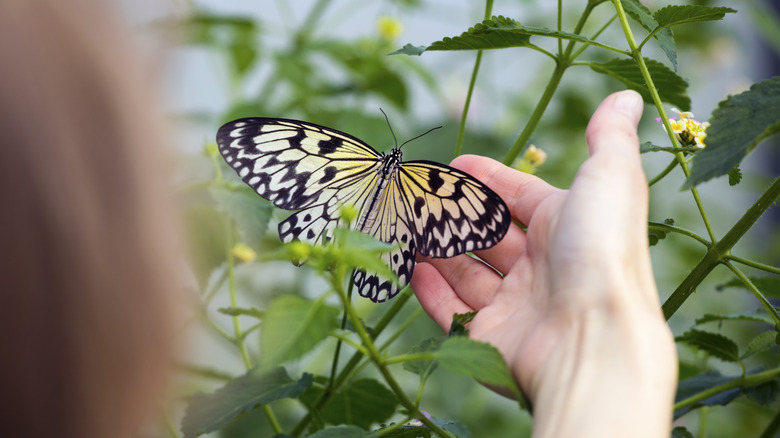 person looking at butterfly in garden with flowers