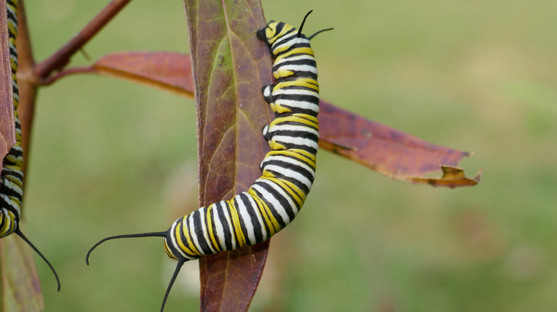 monarch caterpillar on brown leaf