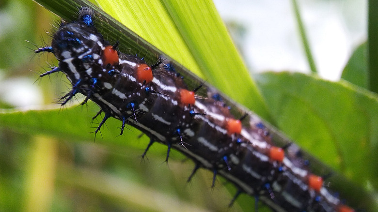 mourning cloak caterpillar on stem
