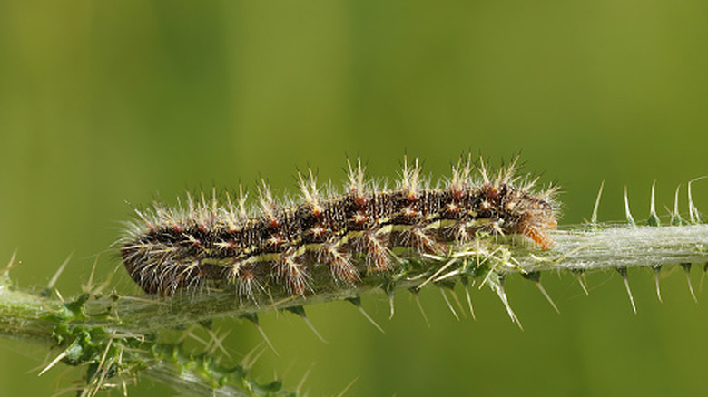 closeup on painted lady butterfly on branch