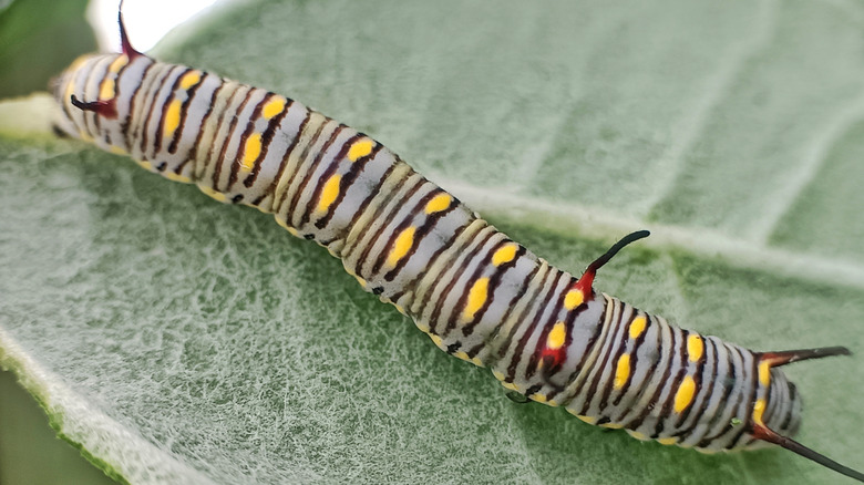 dorsal view of queen caterpillar
