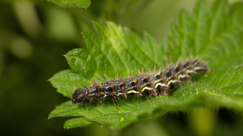 closeup on red admiral caterpillar on leaf
