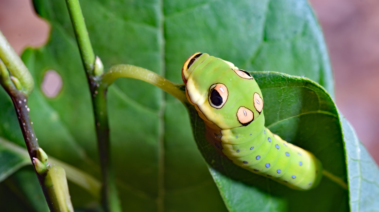 closeup on spicebush swallowtail caterpillar on leaf, showing off eyespots