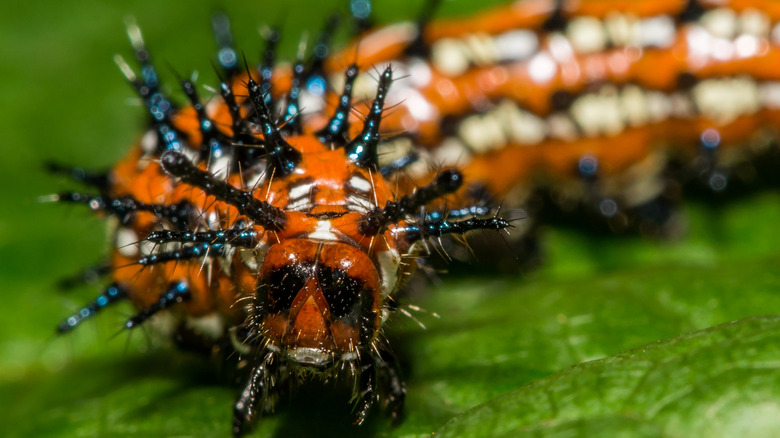 closeup on face of variegated fritillary caterpillar