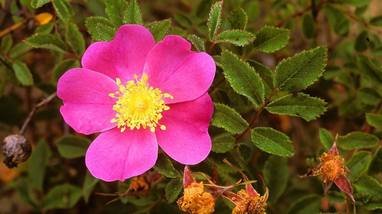 Closeup of the stunning but simple flower of the Carolina rose