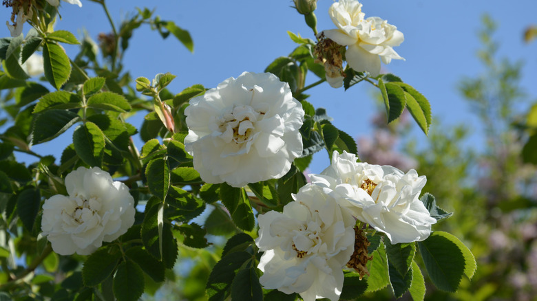 Beautiful white blooms on a 'Alba Maxima' rose bush