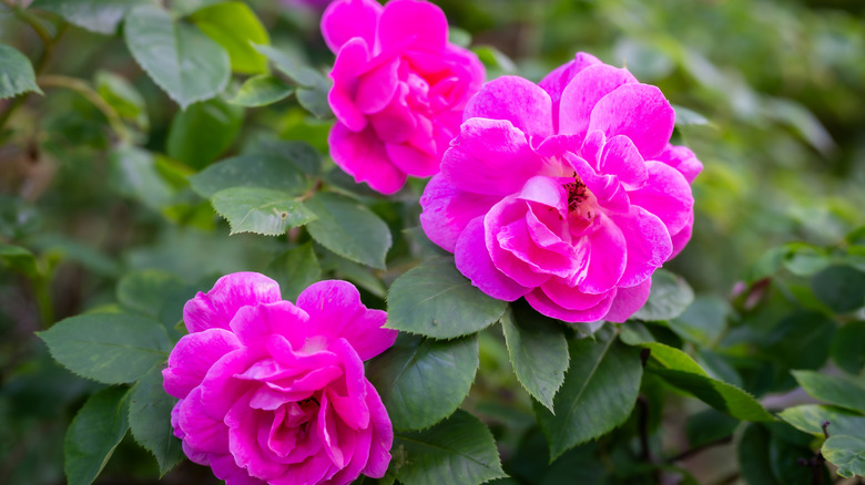 The pretty pink blooms of Rosa gallica officinalis