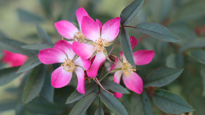 A closeup of the delicate flowers on a redleaf rose
