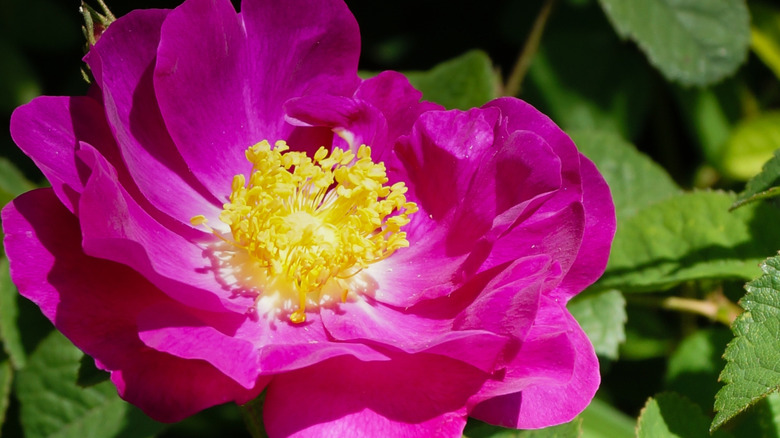 Extreme closeup of the stunning crimson flower of 'La Belle Sultane'