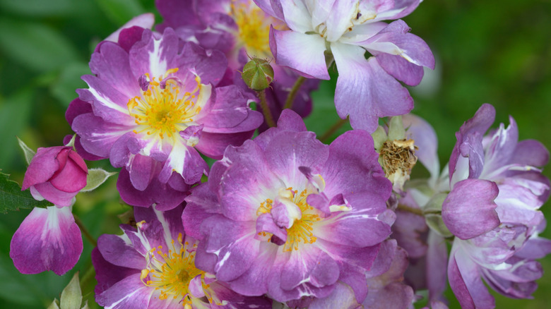 Closeup of the violet blooms of the Rosa 'Veilchenblau'
