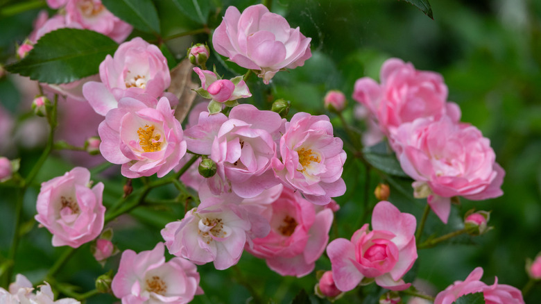 Pretty pink blooms of the summer damask rose