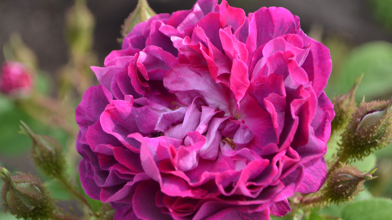The stunning flower of the the 'William Lobb' rose