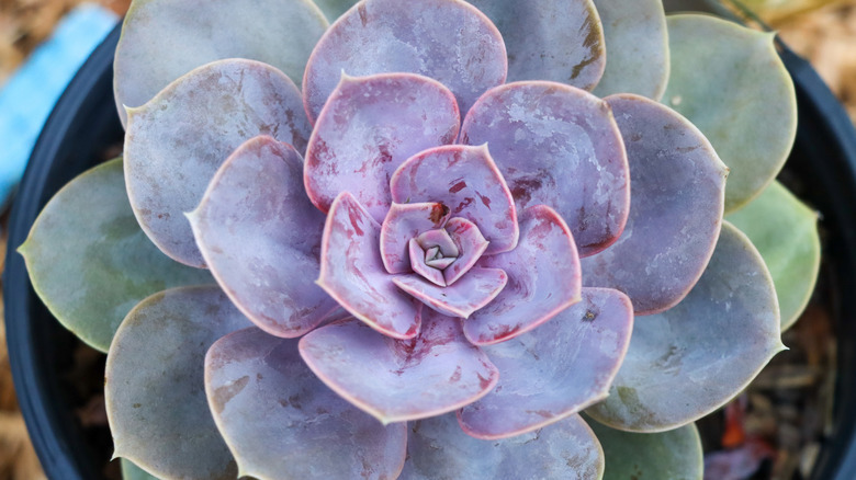 The electric blue and purple leaves of Echeveria 'Perl von Nurnberg'