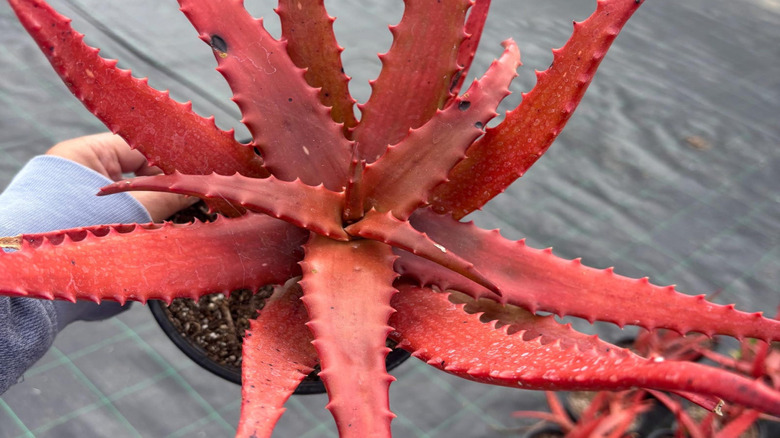Hand holding a striking red aloe in a pot