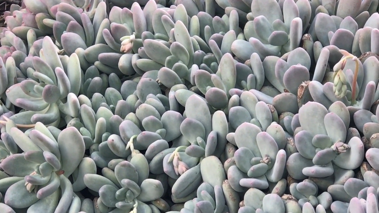 A planting of moonstone succulents that have formed a mat