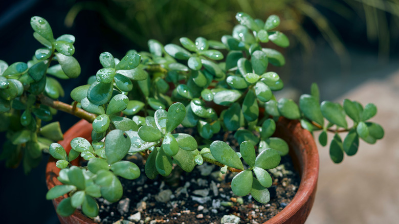 The abundant succulent leaves of the lucky jade plant